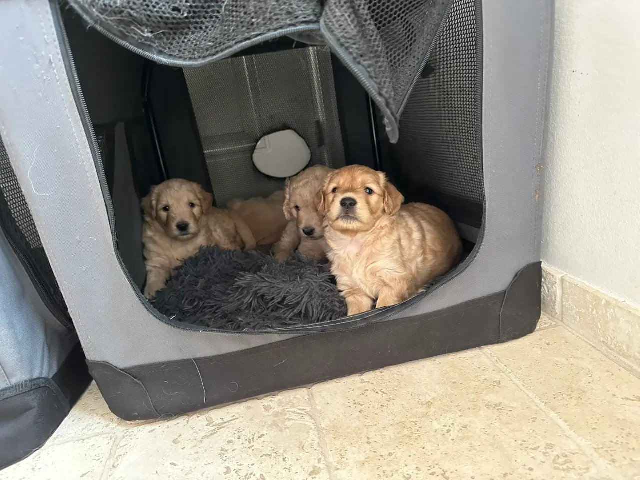 Billede 2 - Goldendoodle
