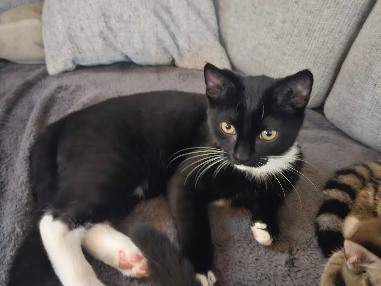 Billede 2 - 3 søde killinger