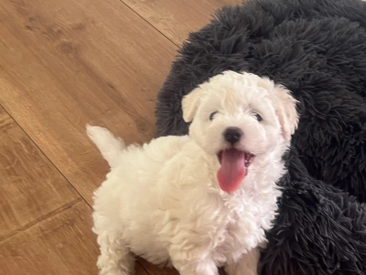 Billede 6 - Malteser/bichon hvalpe 