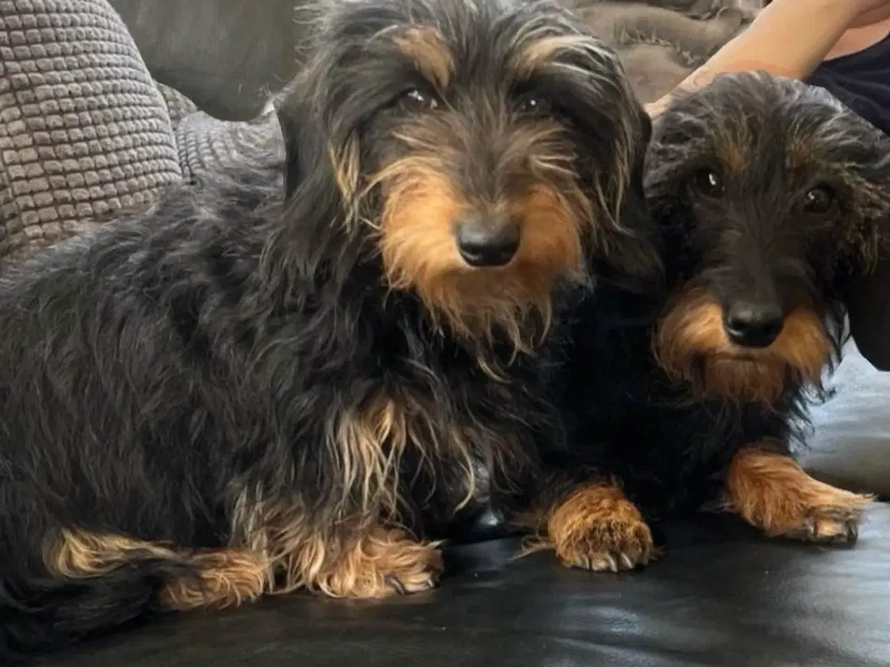 Billede 5 - Ruhåret Gravhund - hvalpe 4 uger