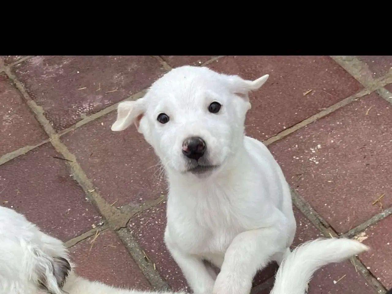 Billede 1 - Sødeste Creamy søger familie 
