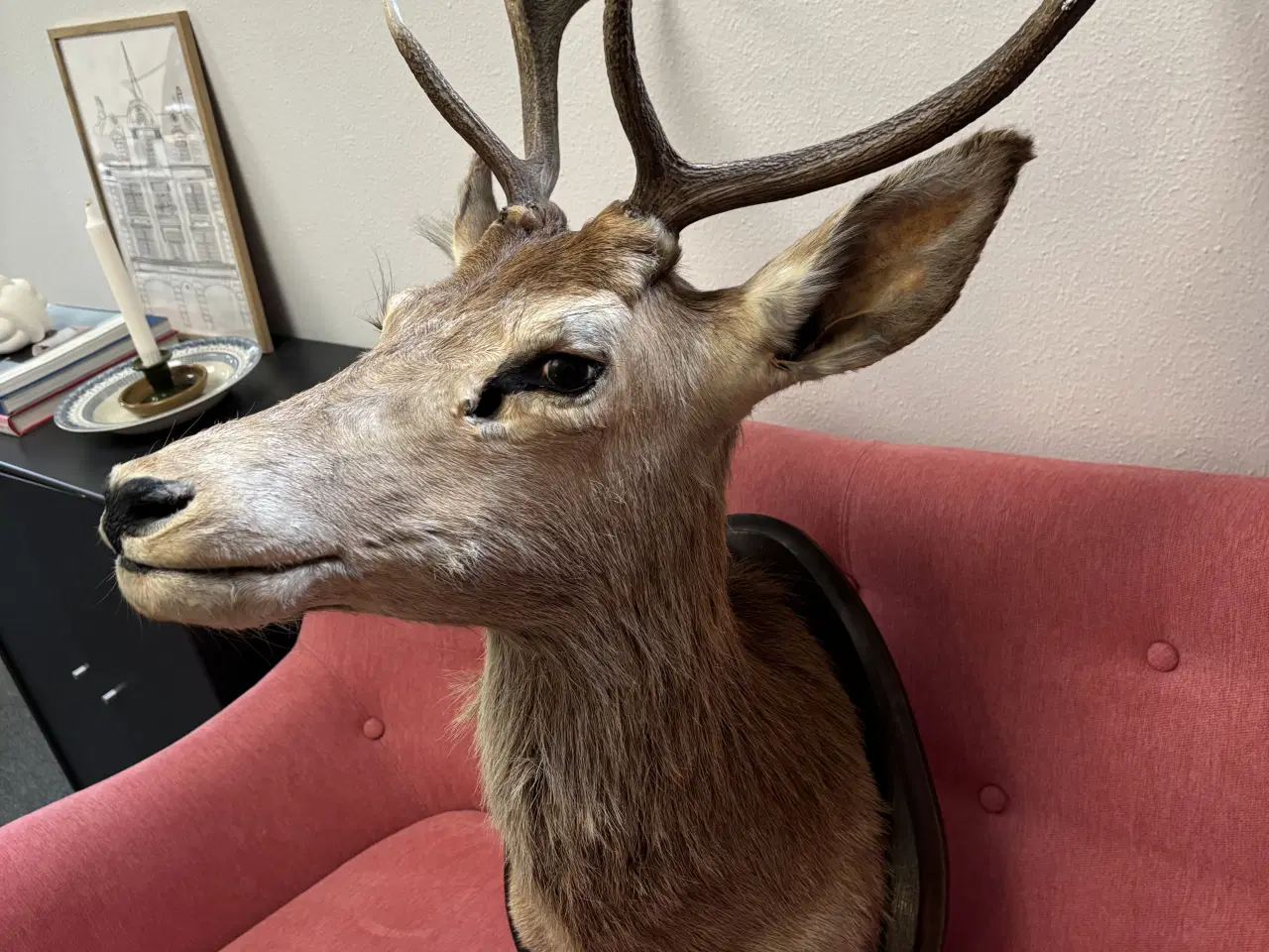 Billede 2 - Hjortehoved til ophæng