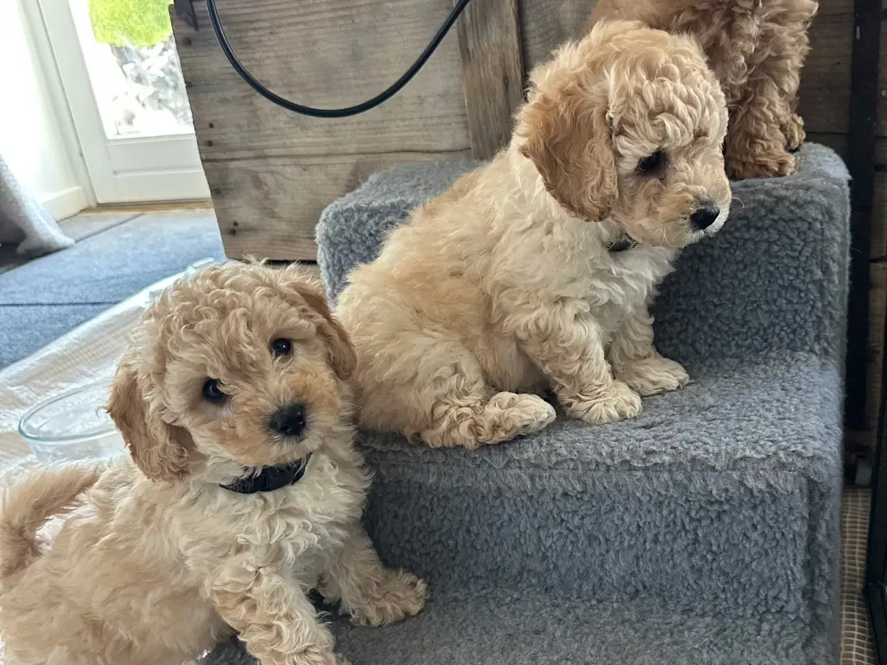 Billede 1 - Maltipoo hvalpe – 8 uger, chippet & vaccineret