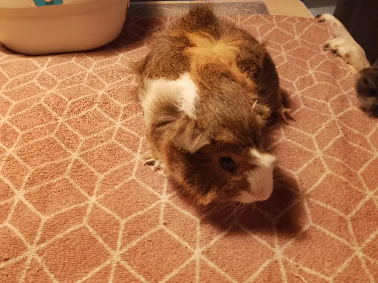 Billede 2 - 2 marsvin