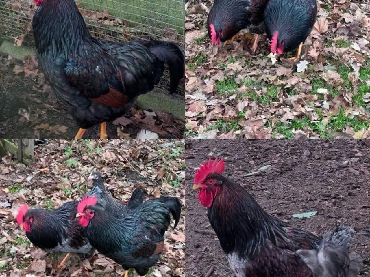 Billede 3 - Haner bortgives 6510 Gram