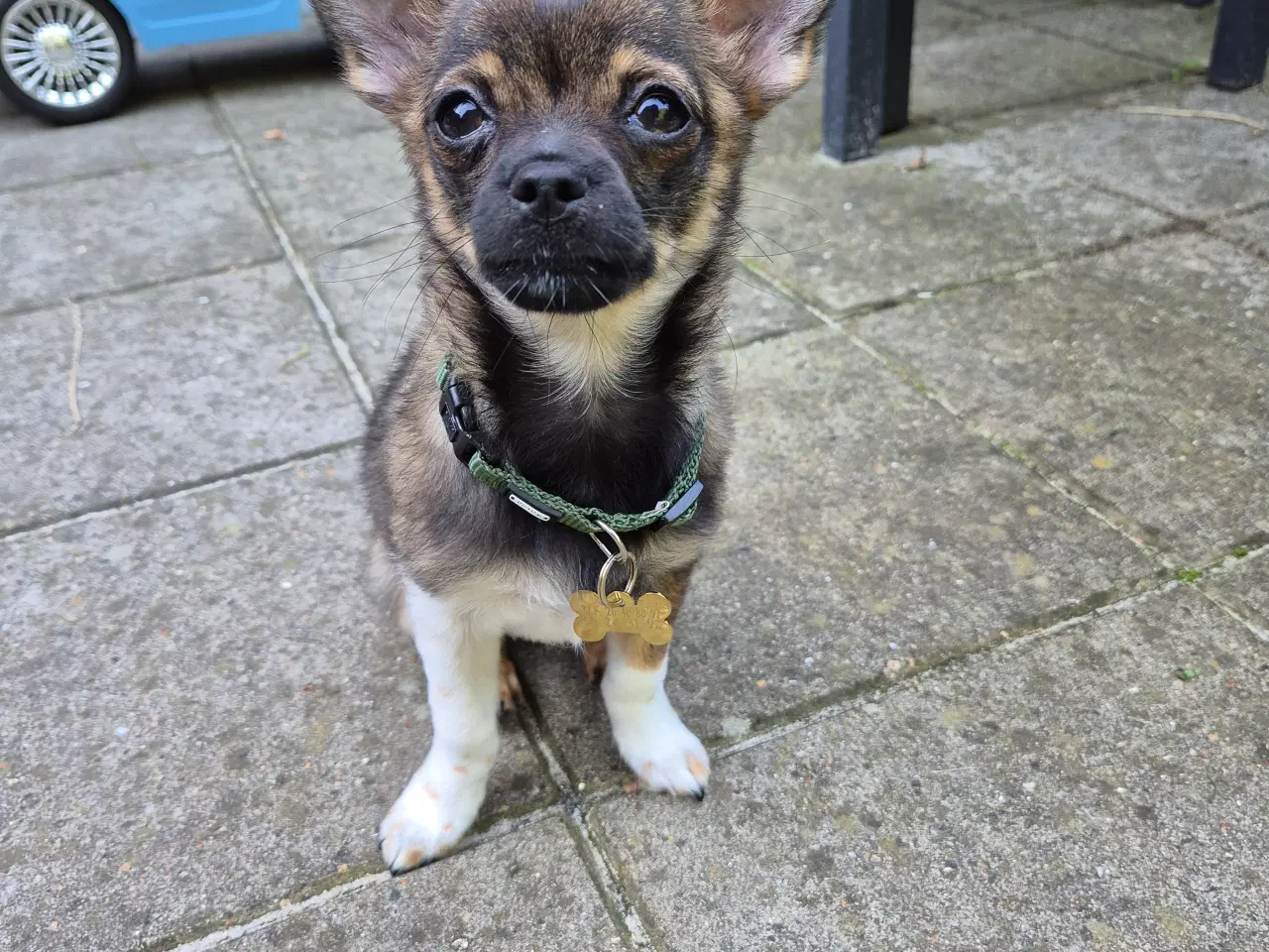 Billede 1 - Chihuahua hvalp