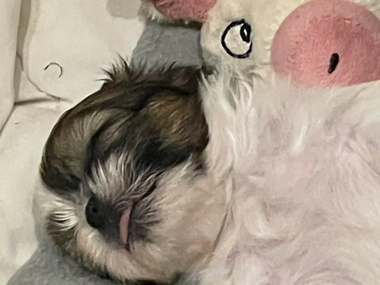 Billede 2 - Shih Tzu hvalp