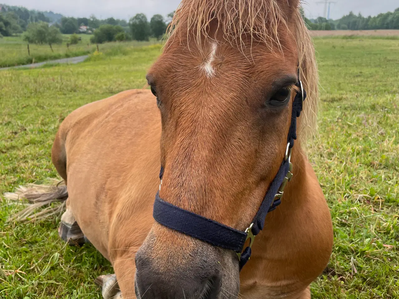 Billede 5 - Skøn og køn 3. Pony