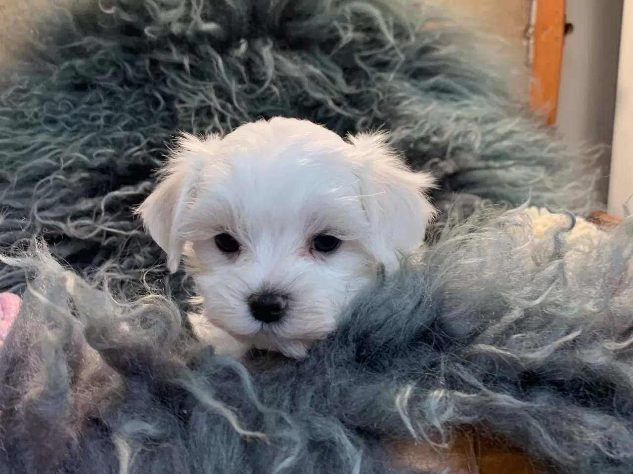 Billede 15 - De smukkeste Maltichon babyer 