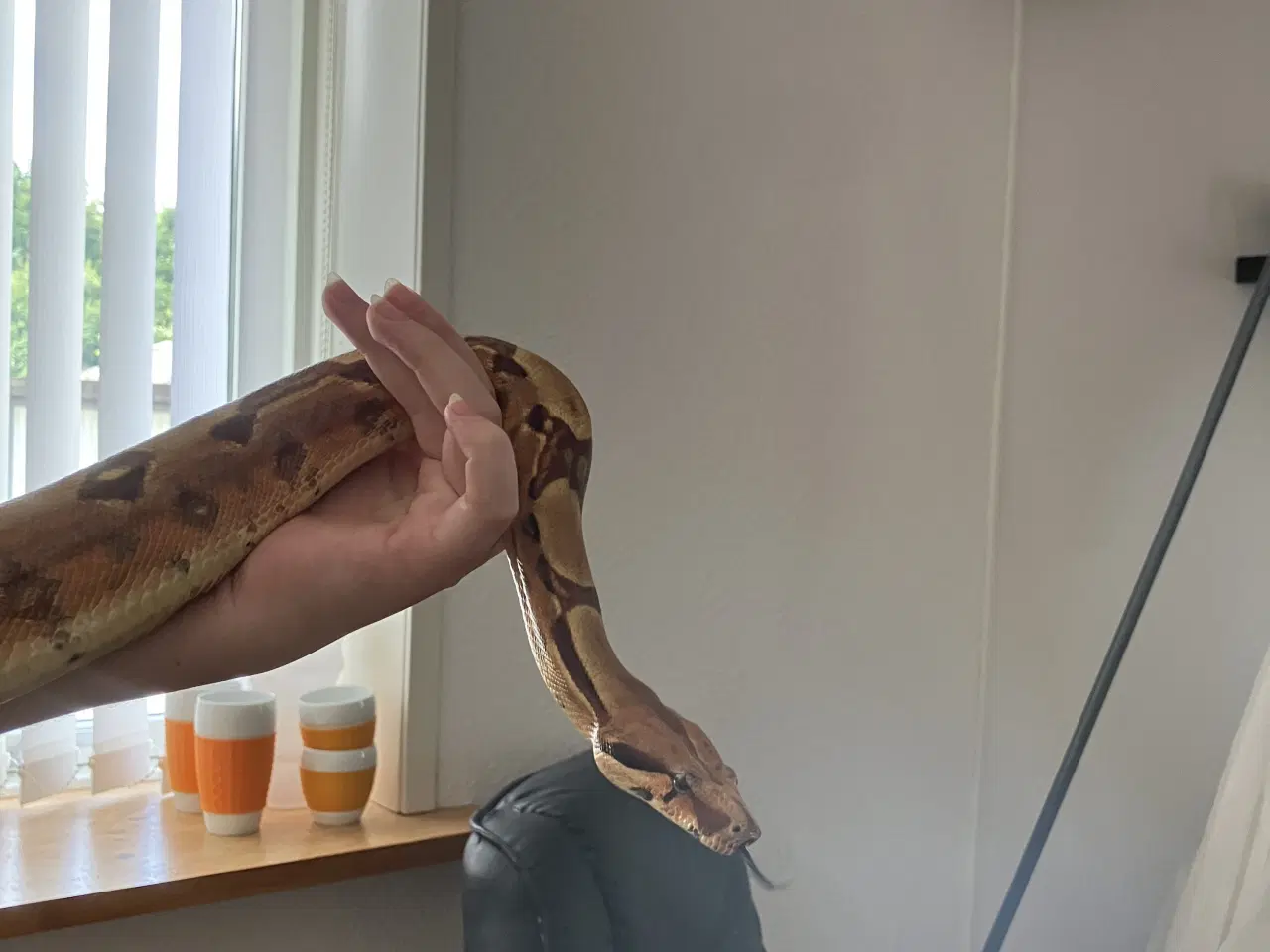 Billede 4 - 1.0 hypo jungle pastel boa