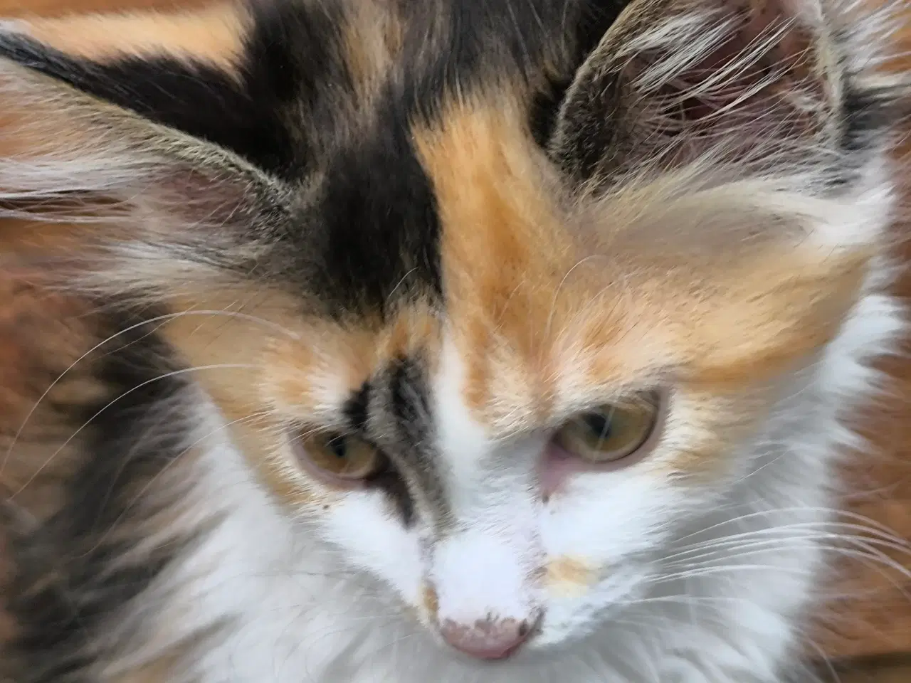 Billede 2 - Main coon/skovkat killinger 