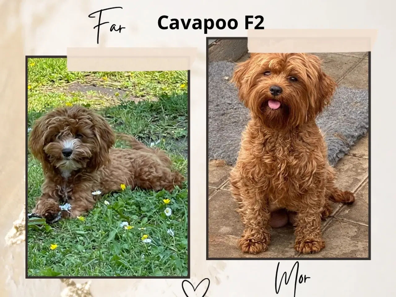 Billede 8 - Cavapoo kun 2 drenge tilbage 