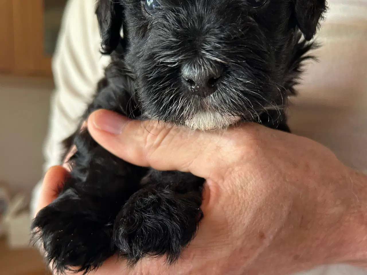 Billede 4 - Bichon Havanais hvalpe