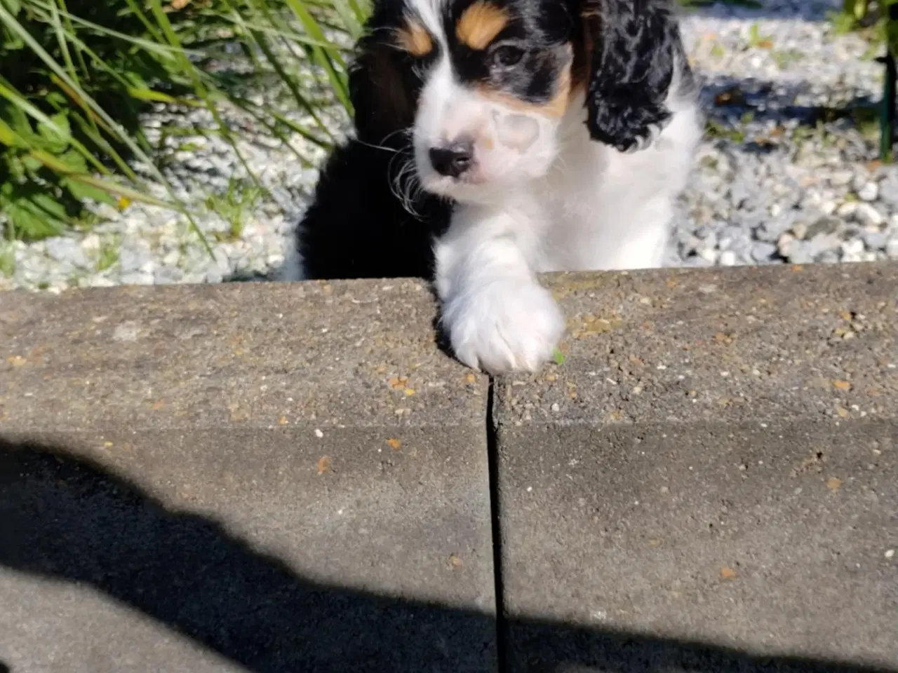 Billede 3 - Søde cavapoo hvalpe