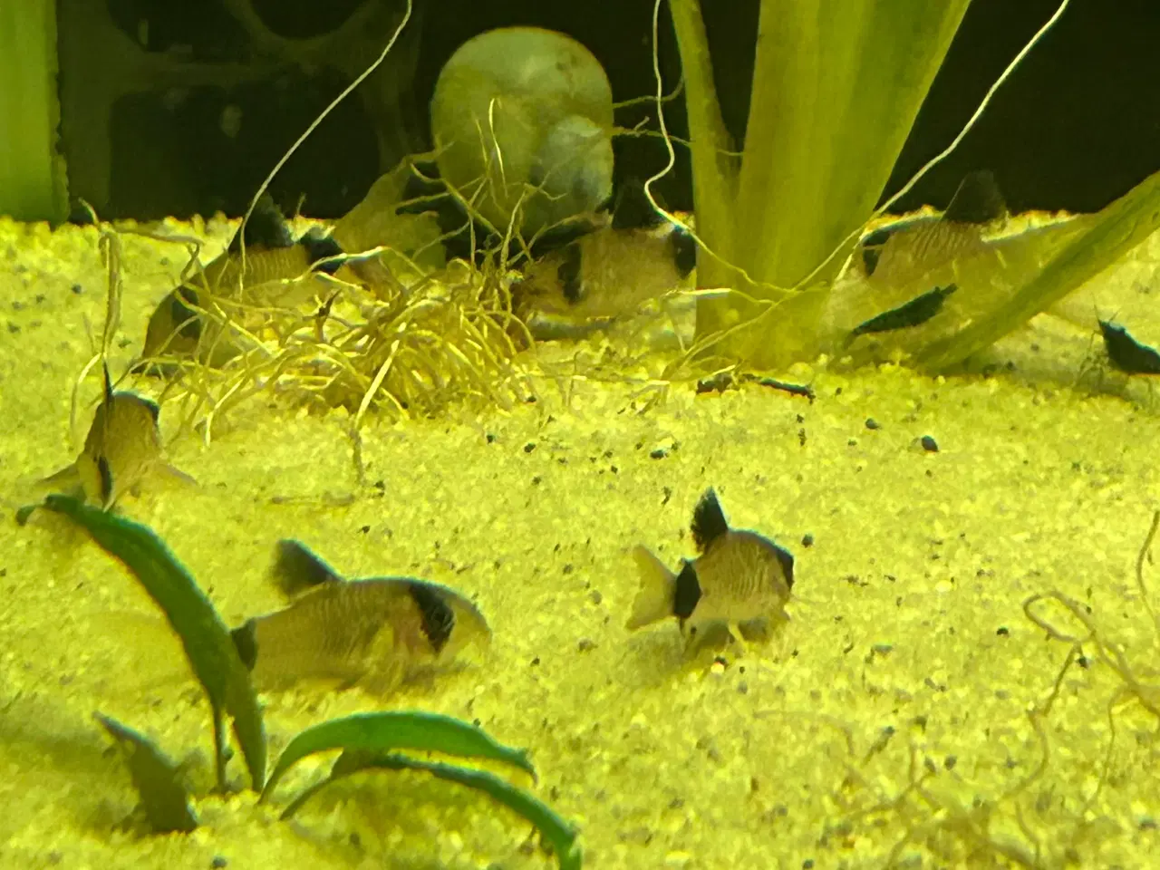 Billede 3 - 🐼🐟 Panda pansermaller – Sunde og aktive | Viby j