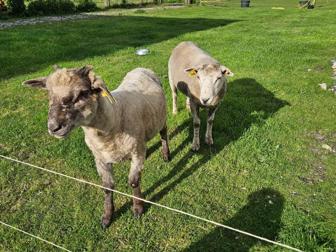 Billede 1 - Vædder lam