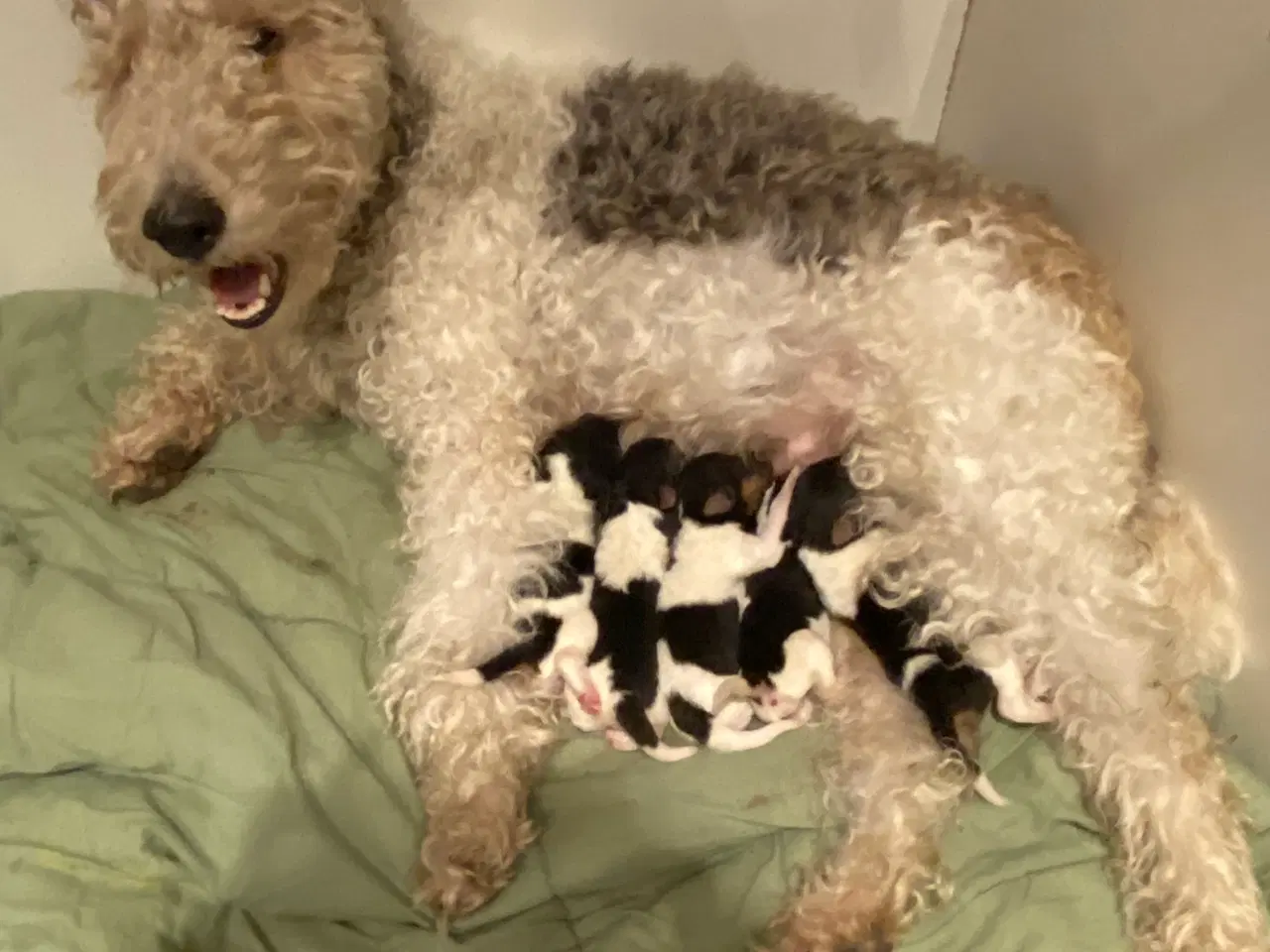 Billede 8 - Ruhåret FOX terrier 