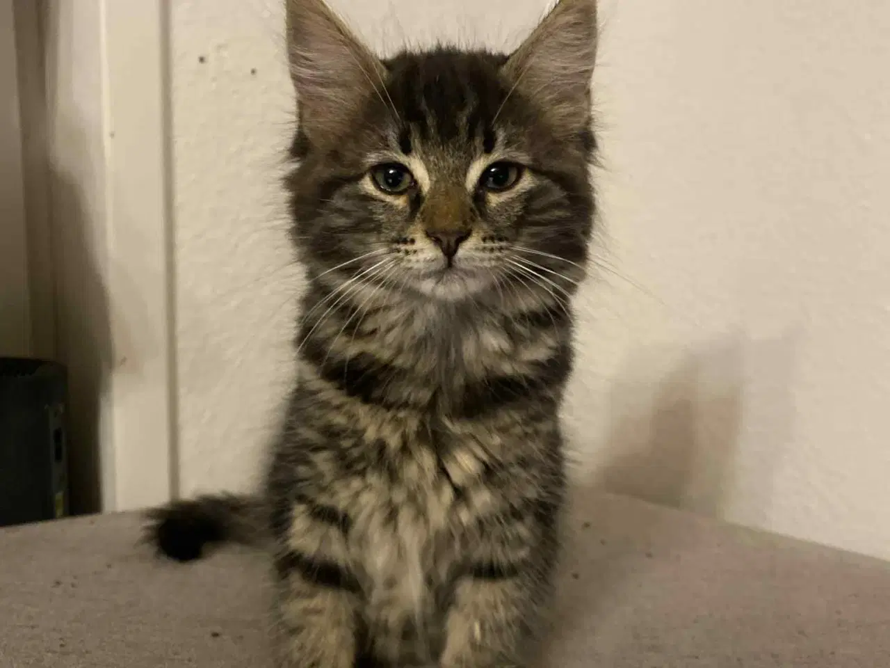 Billede 2 - Maine moon bl.a. med huskat