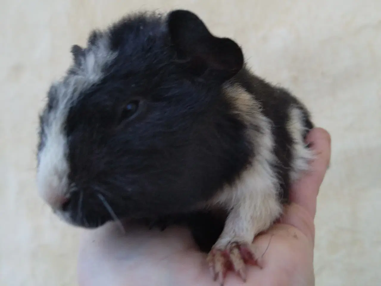 Billede 1 - 2 Teddy unger 10/02