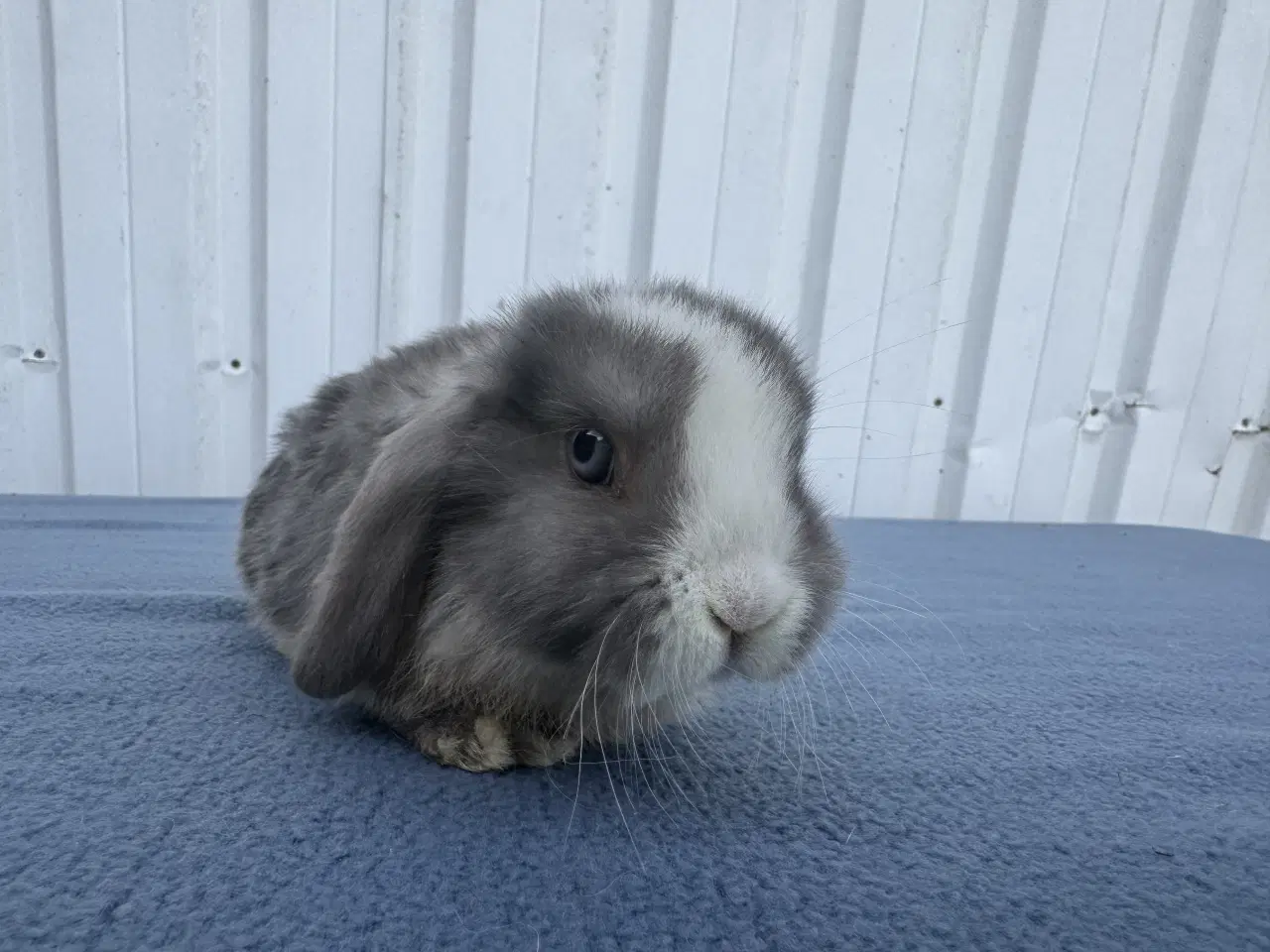 Billede 5 - Dværgvædder hunkanin 