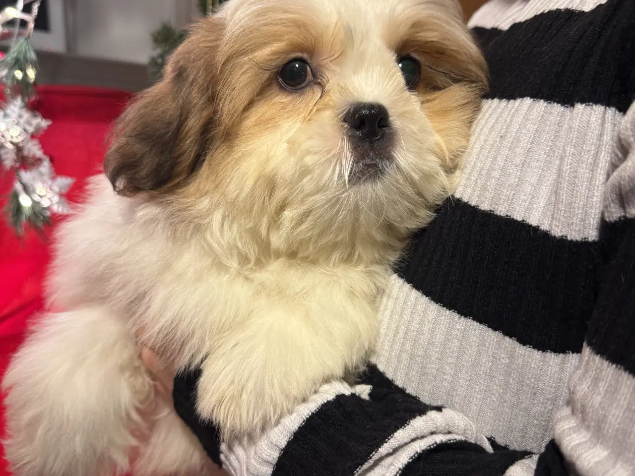 Billede 17 - Shih tzu-mor/ Coton de Tulear-far