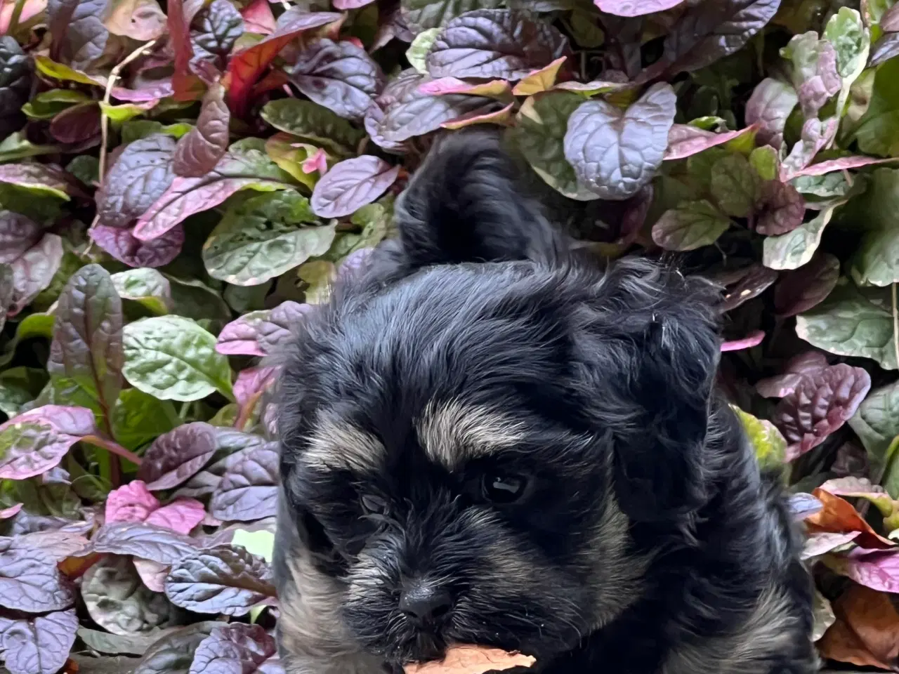 Billede 18 - 🌸Skønne Bichon Havanais 🌸