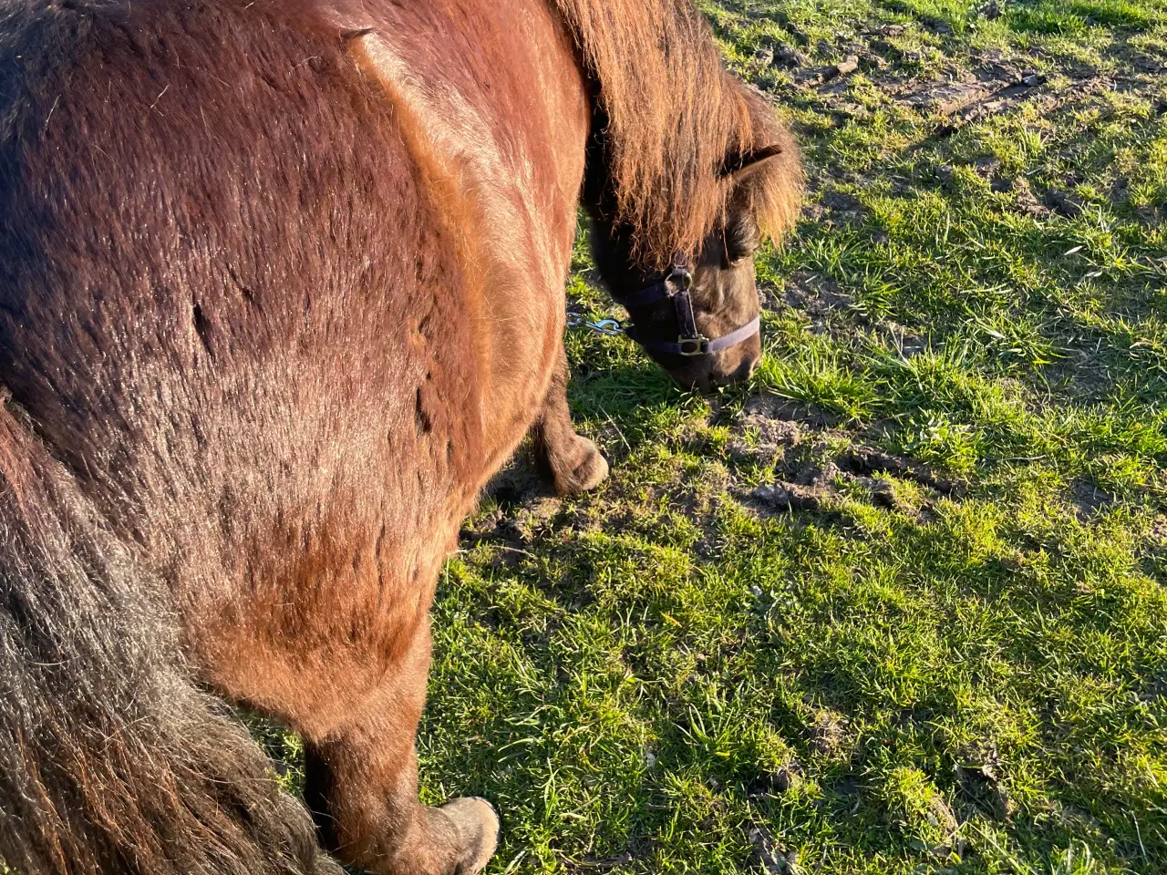 Billede 3 - Børnevenlig Shetlandspony