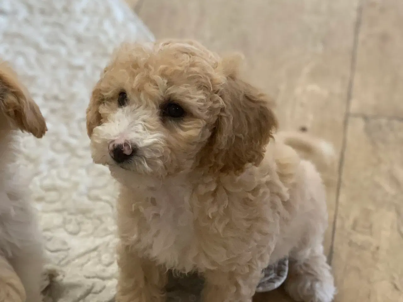 Billede 9 - Maltipoo babyer er rejse klar nu 