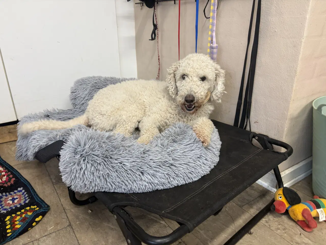 Billede 9 - 2 mellem puddel piger 