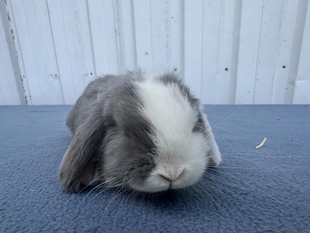 Billede 7 - Dværgvædder hankanin