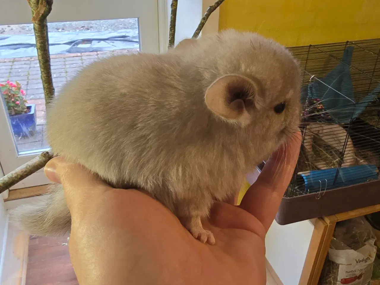Billede 3 - Chinchilla unge