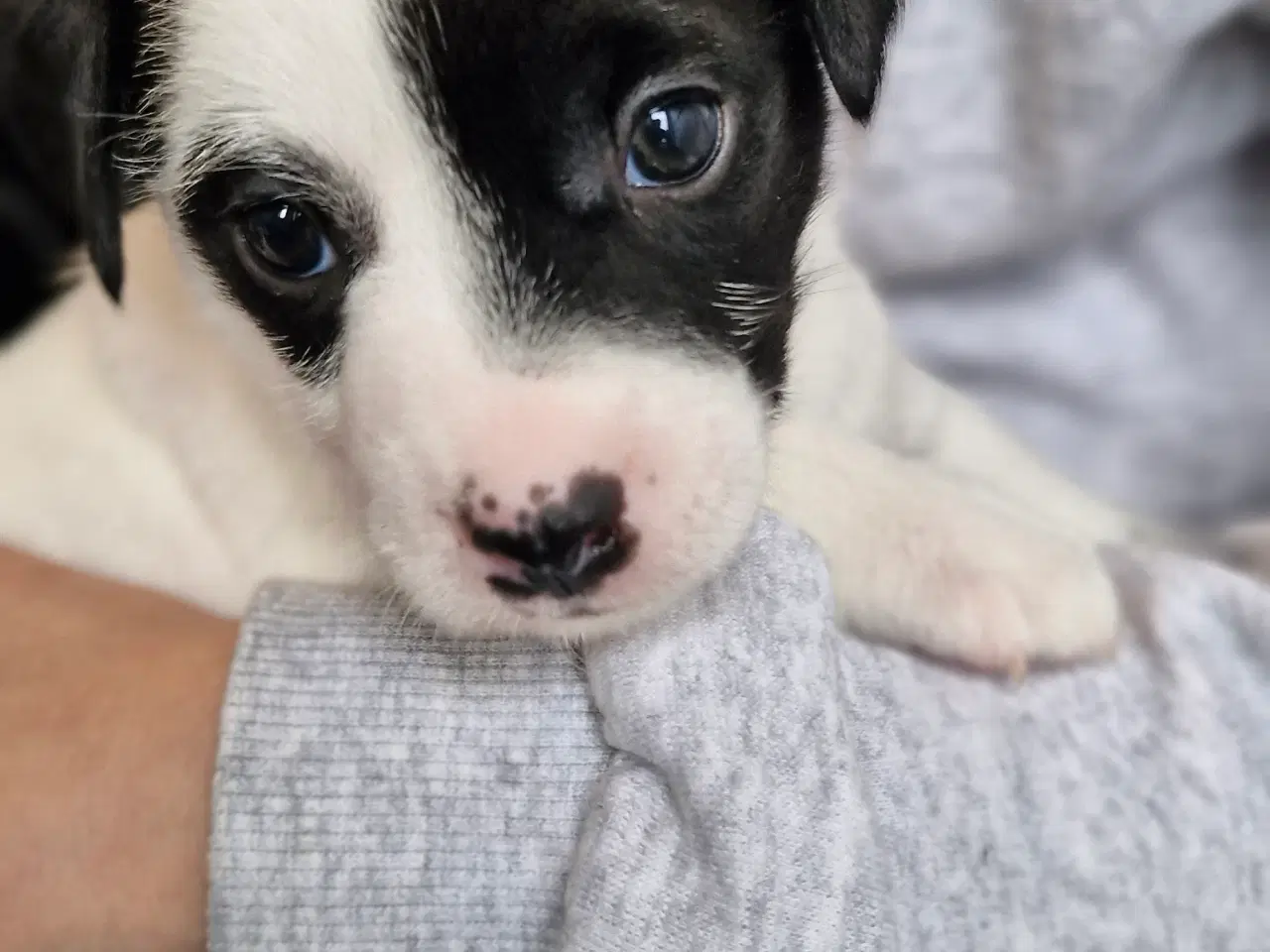 Billede 2 - Jack russell terrier hvalpe