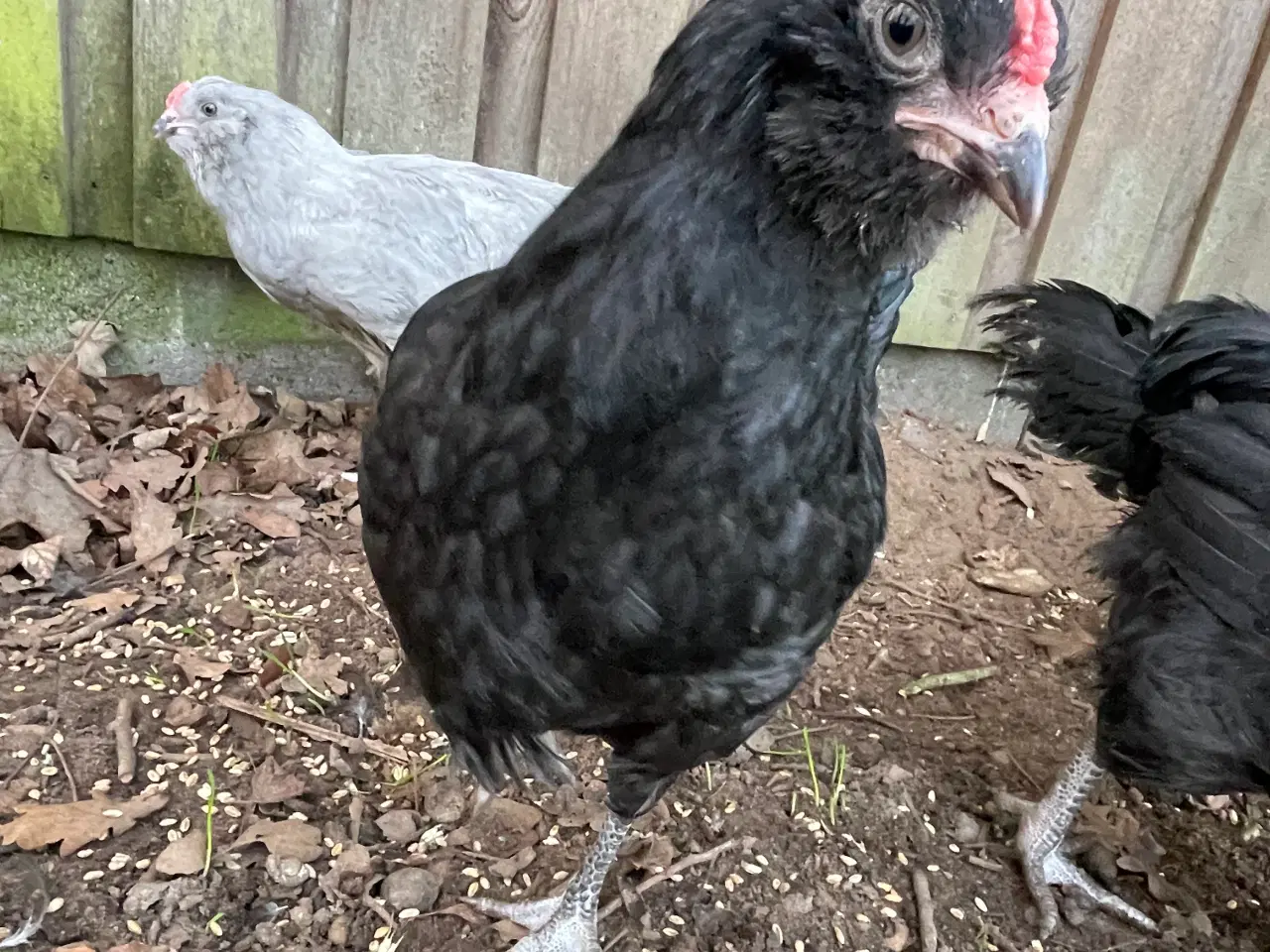 Billede 1 - Engelsk Araucana kyllinger 