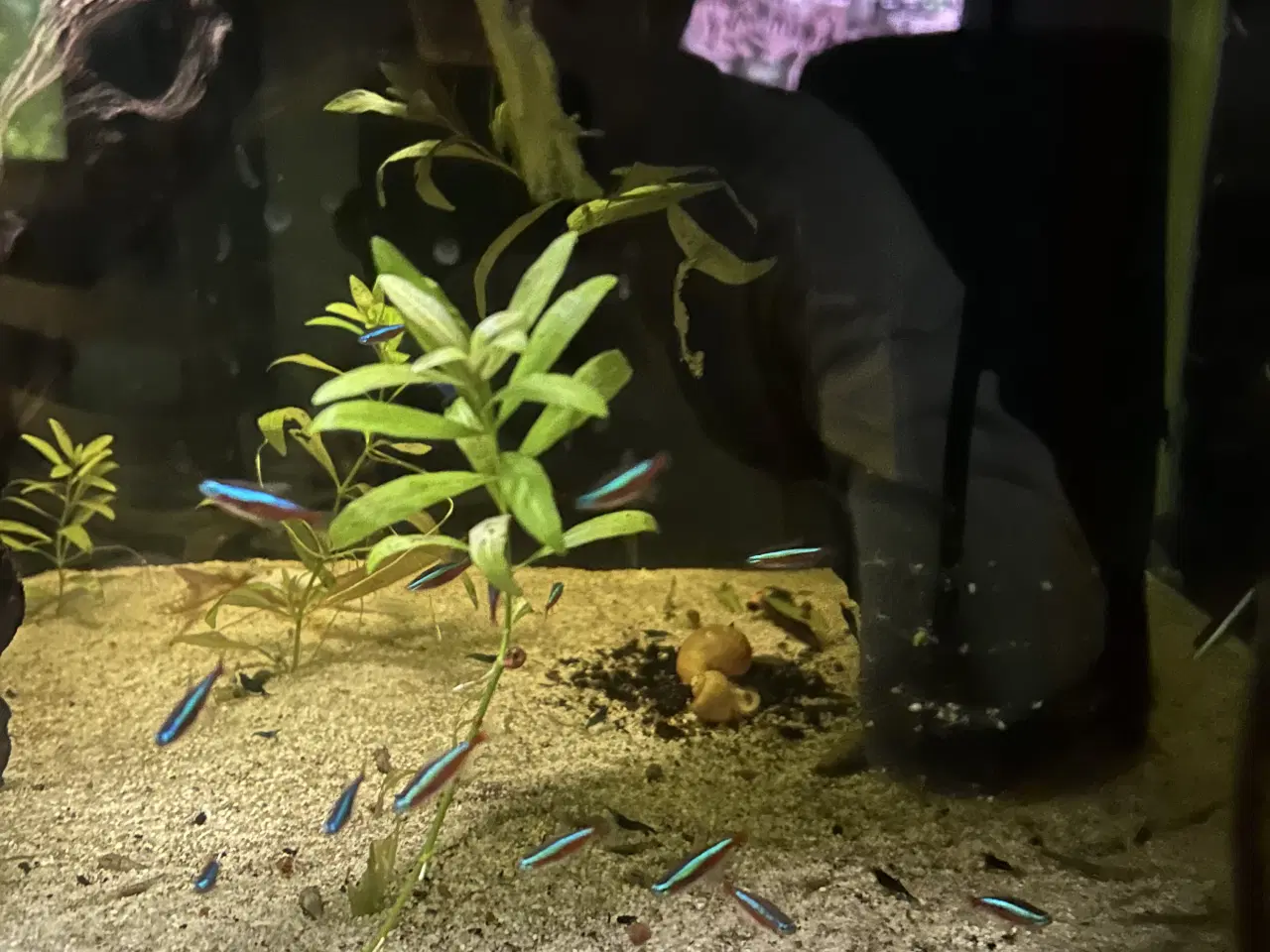 Billede 9 - 🐠❤️ Rød Neonfisk – glade og aktive stimefisk