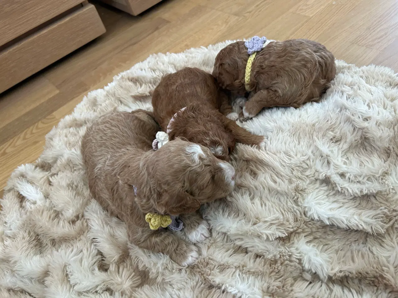 Billede 3 - Vores 2 dværgpuddel har fået 3 hundehvalpe 