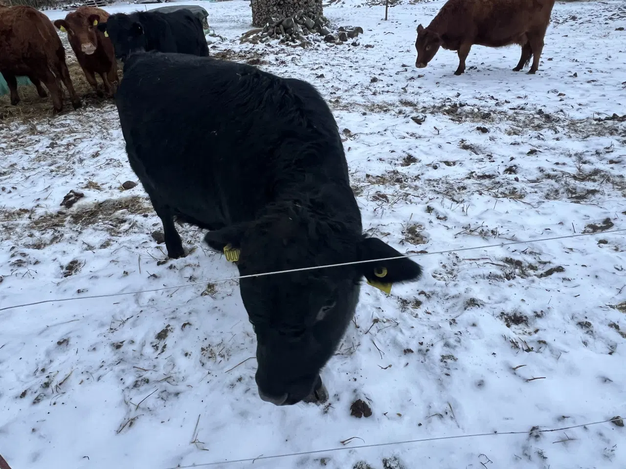 Billede 2 - Dexter tyrekalve