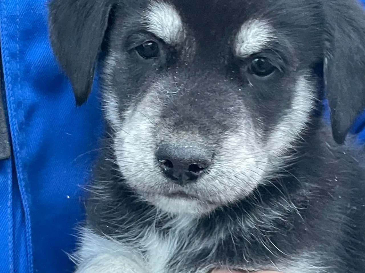 Billede 3 - Hvalpe mix