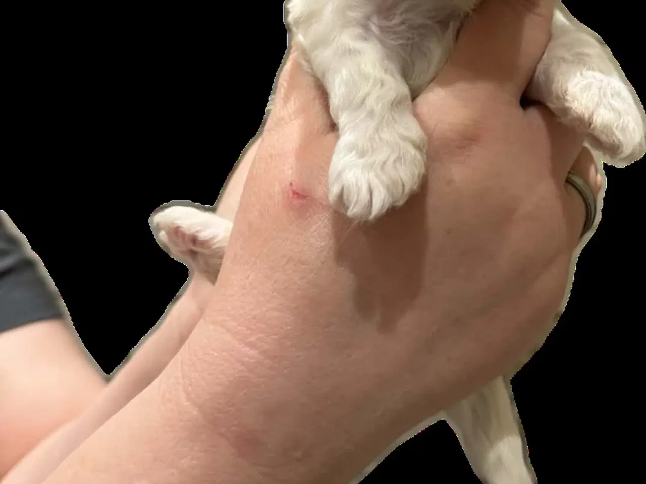 Billede 5 - Bichon Havanais/Coton De Tulear