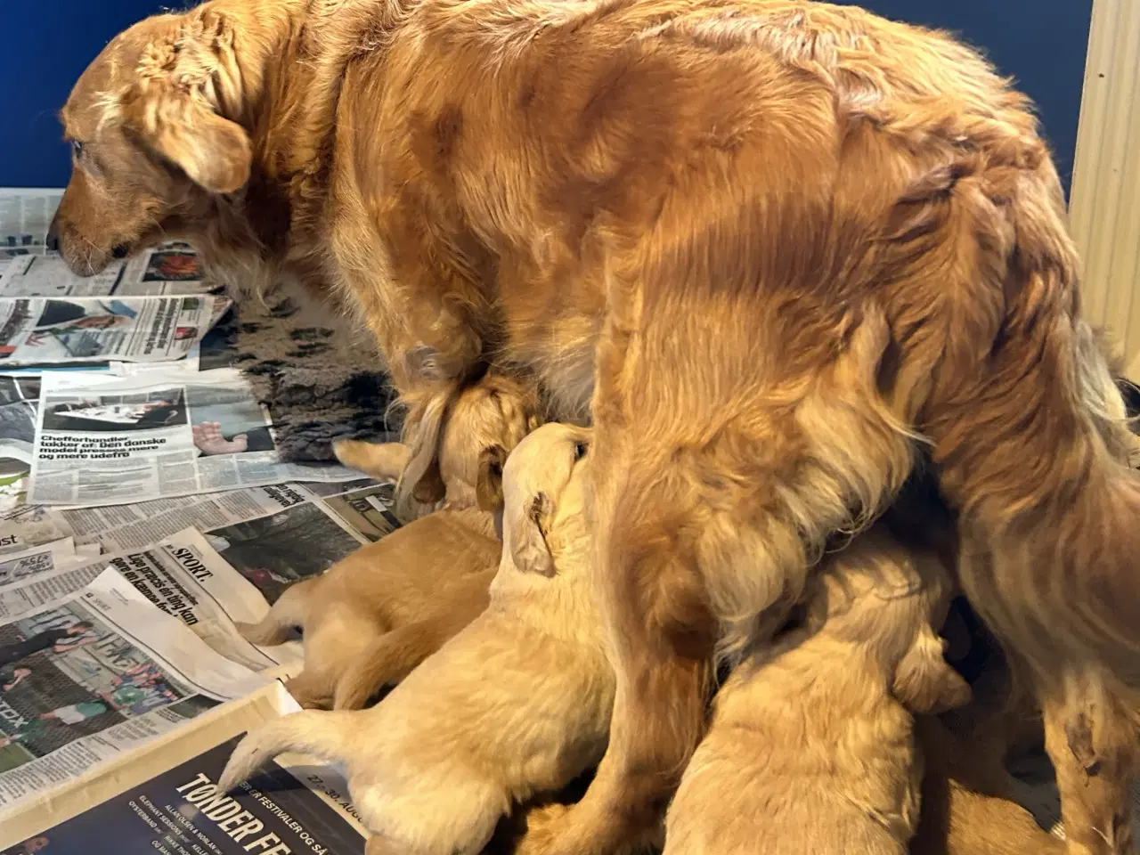 Billede 2 - Skønne Golden Retriever 