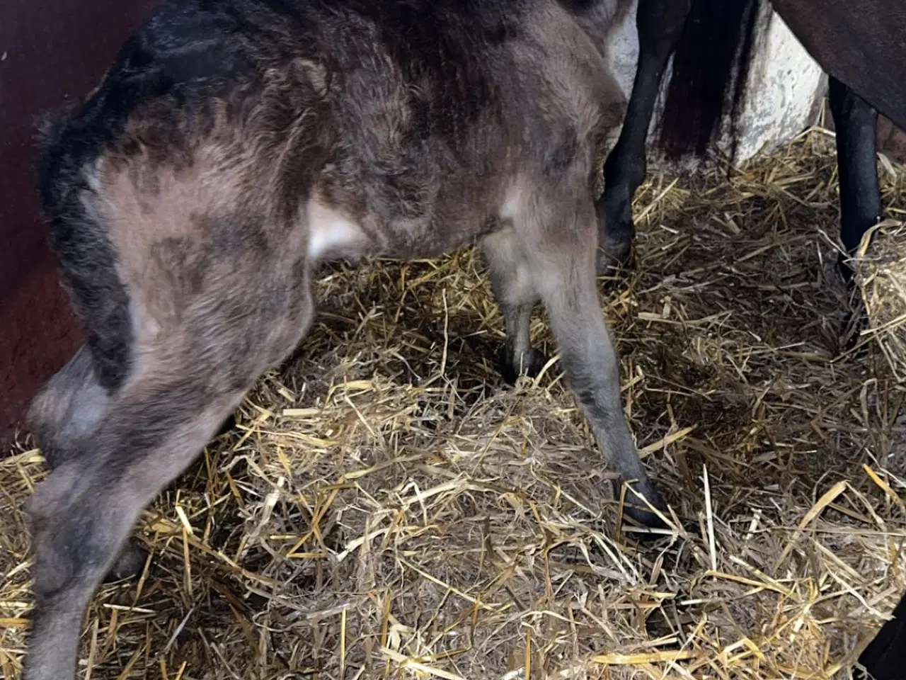 Billede 12 - Fantastisk smuk hingst med afdrag muligt 
