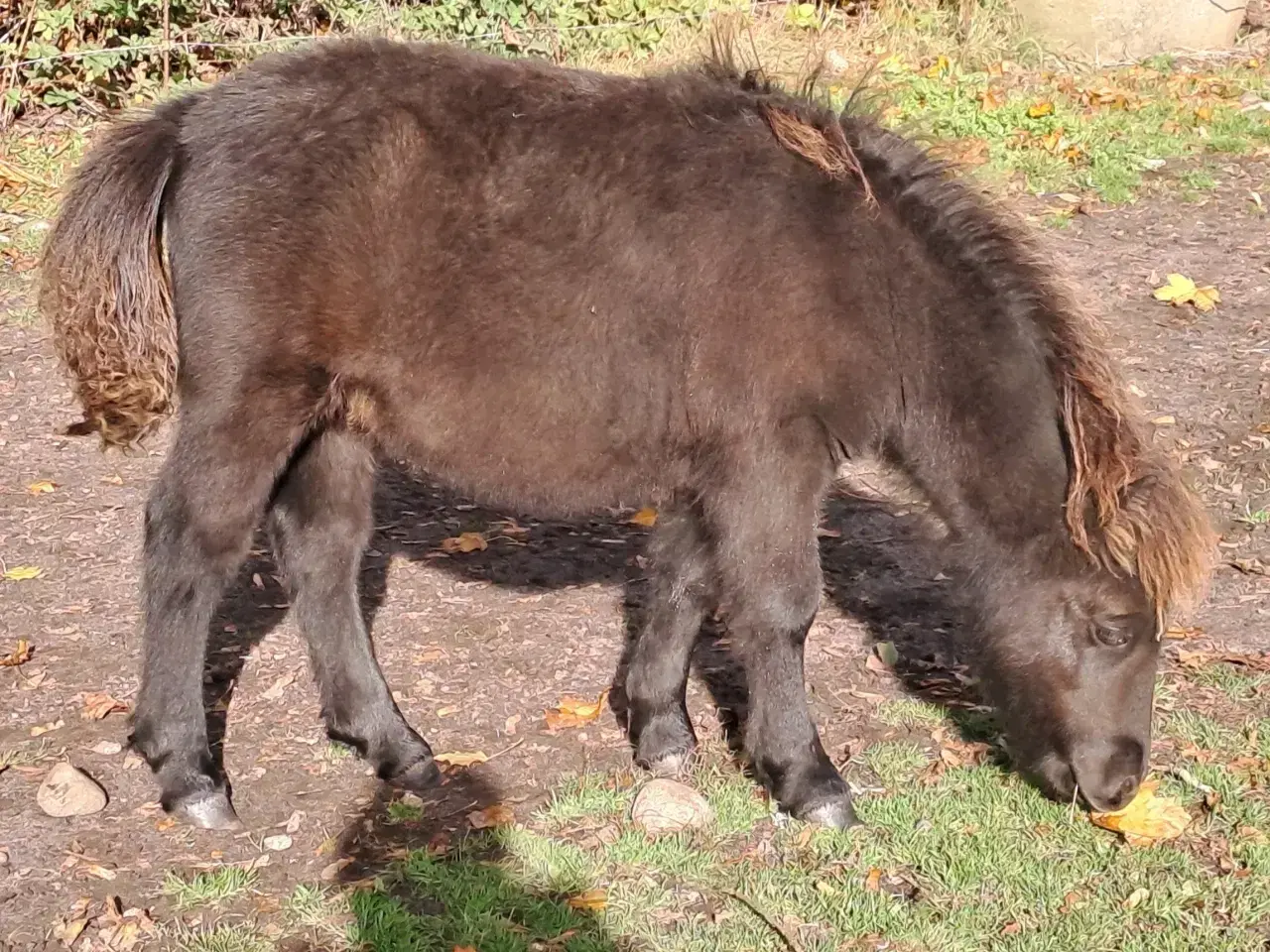 Billede 4 - Shetlandspony 1-års hingsteplage. 