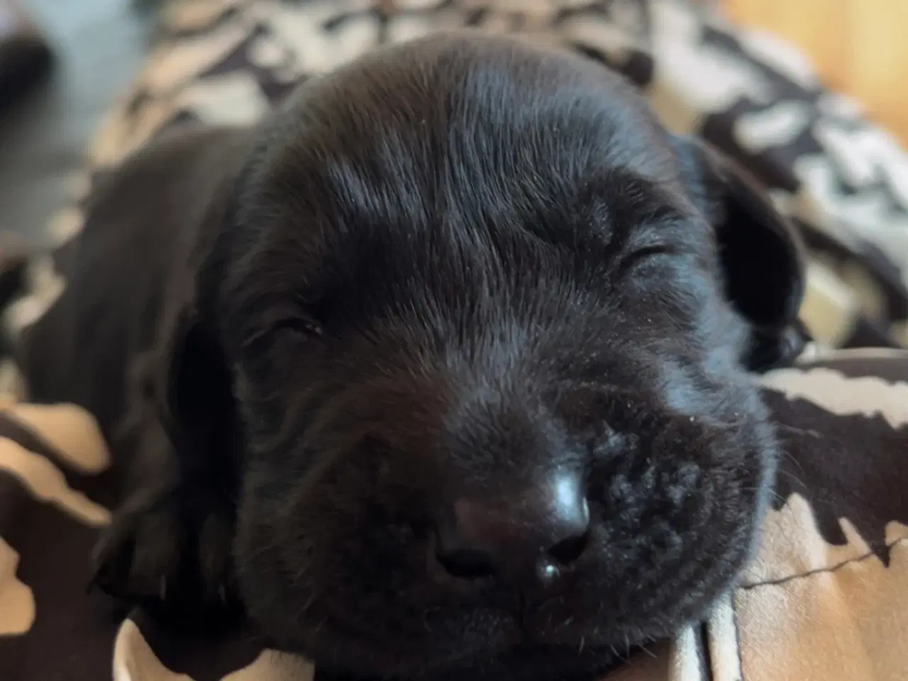 Billede 3 - 🐾 Labrador Formel 1 Hvalpe til Salg 🐾