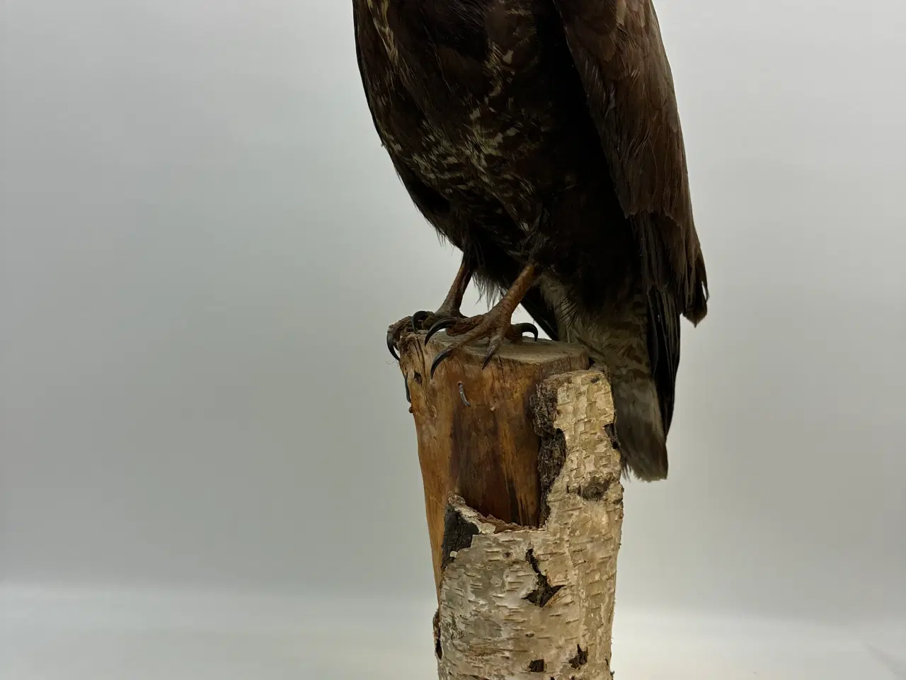 Billede 3 - Udstoppet Musvåge