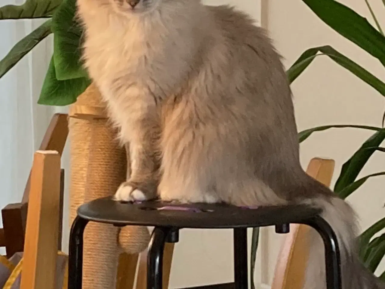 Billede 1 - Gratis (Maine Coon & Ragdoll) søger nyt hjem 