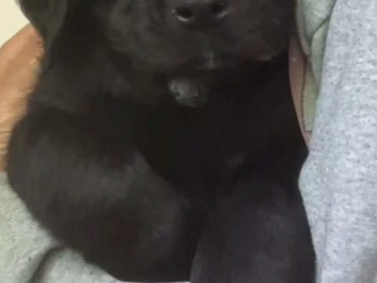Billede 4 - Labrador x rottweiler 