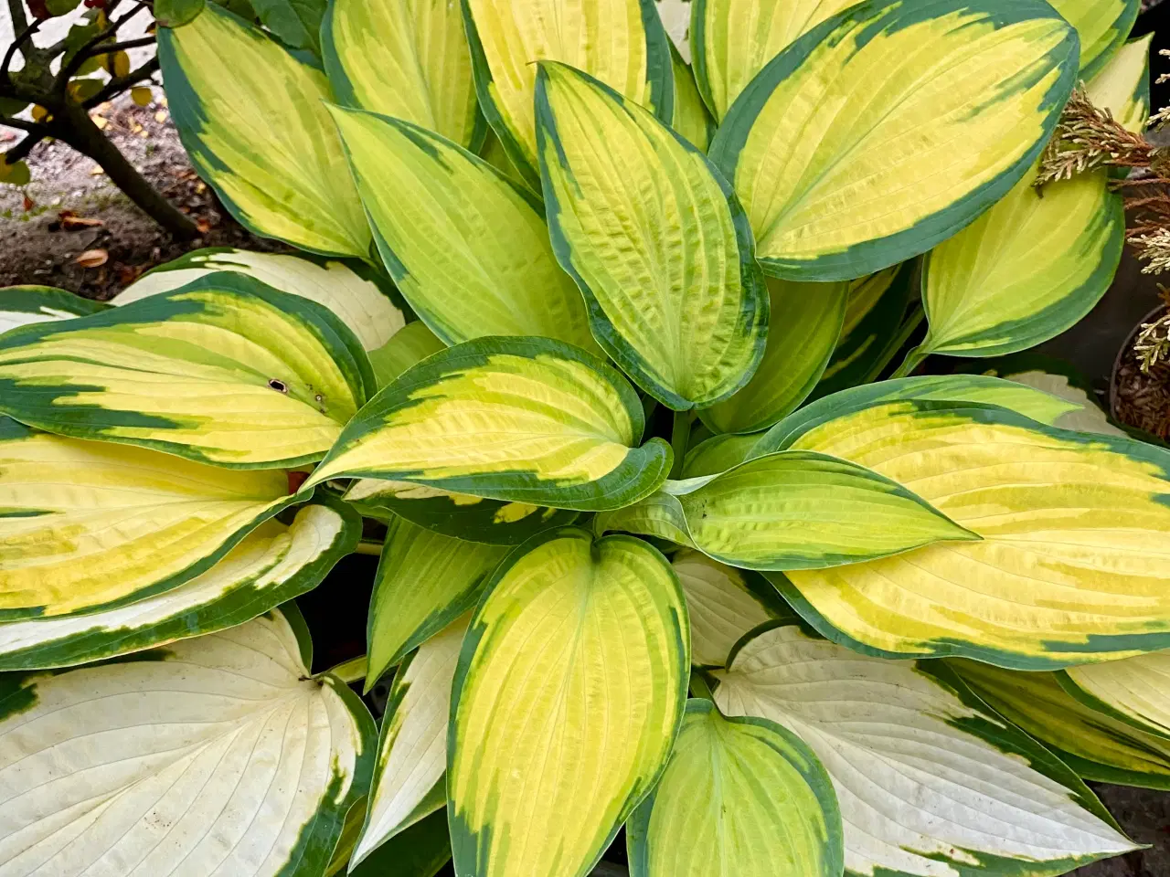 Billede 1 - Hosta