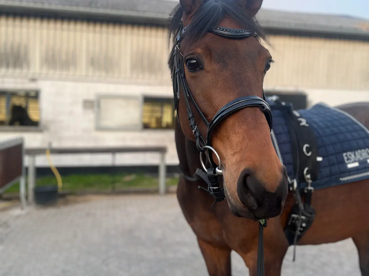 Billede 1 - Smuk hest sælges