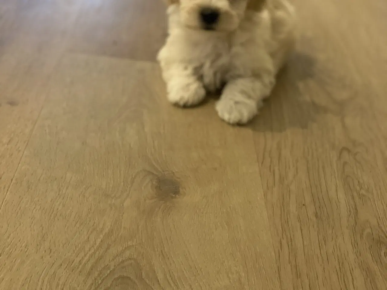 Billede 4 - Maltipoo 