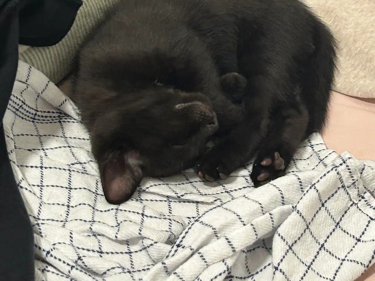 Billede 7 - Jeg skal sælge min kat da jeg ikk kan ha den mere