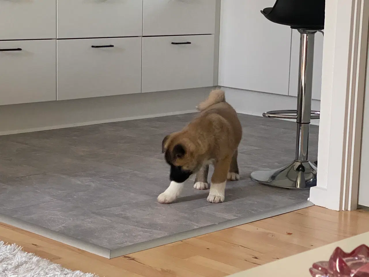 Billede 4 - American Akita hvalp 8 uger ( Haster ‼️) 